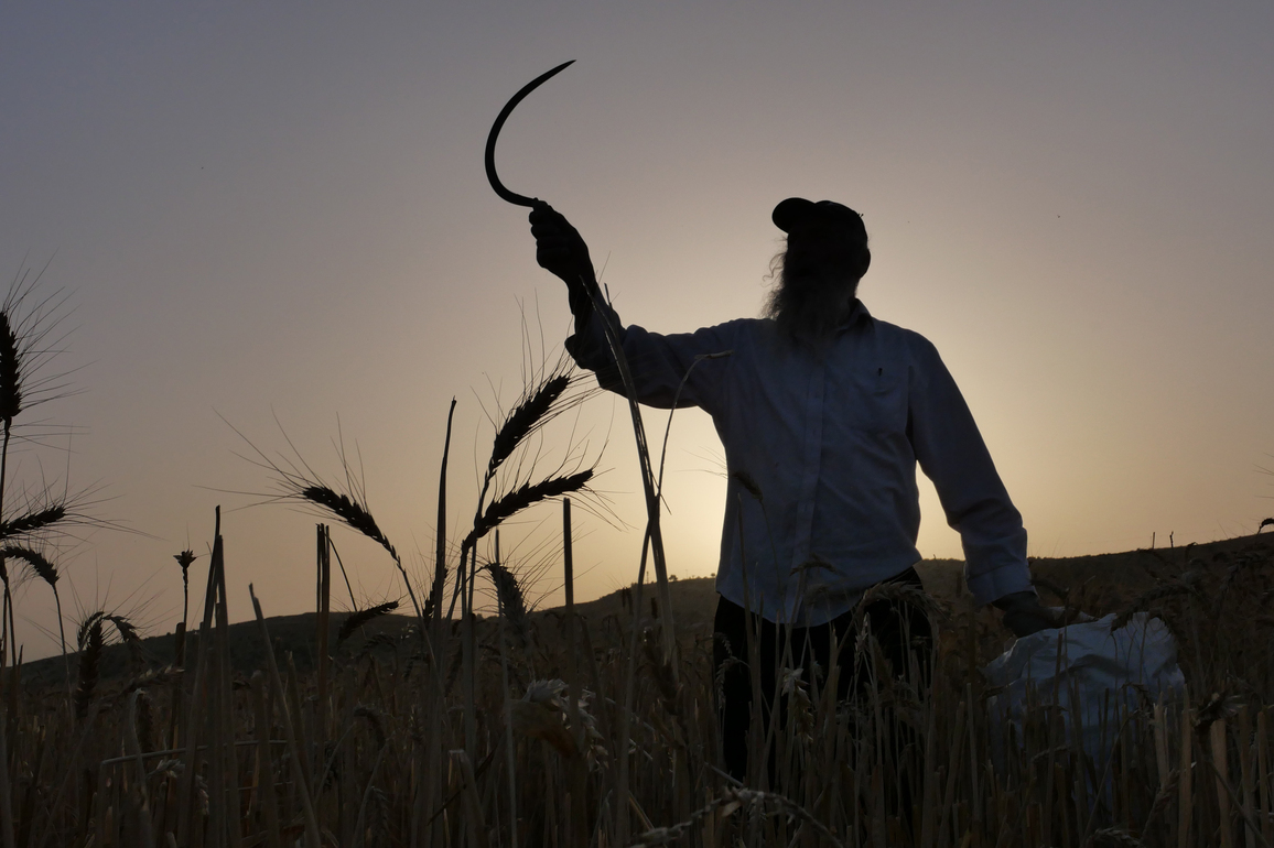 ISRAEL-MODIIN-WHEAT HARVEST