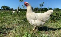 Egg industry responds to Sainsbury's white shell swap