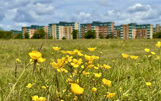 Biodiversity Net Gain: Businesses and green groups warn against weakening of 'world leading' policy