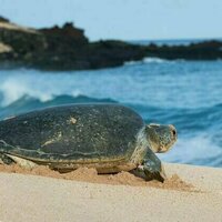 One green sea turtle can contain the equivalent of 10 ping pong balls in plastic
