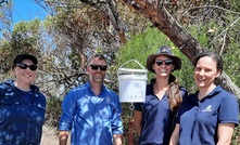 Kate Muirhead, SARDI (left), Dr Kym Perry, SARDI, Lizzie von Perger, Stirlings to Coast Farmers, and Svetlana Micic, DPIRD place snails with parasitic flies into release buckets as part of a biocontrol trial at Wellstead in WA. Picture courtesy DPIRD. 