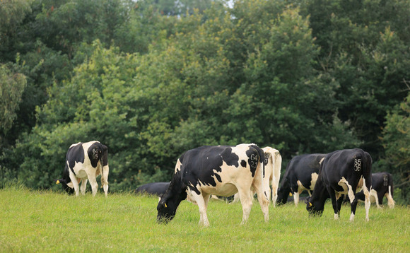 Pink eye in dairy cows: What farmers need to know 