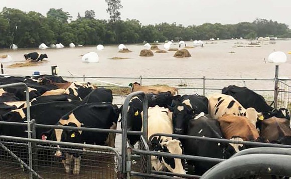 Cattle survive gruelling 40 mile swim through Australia's floodwaters