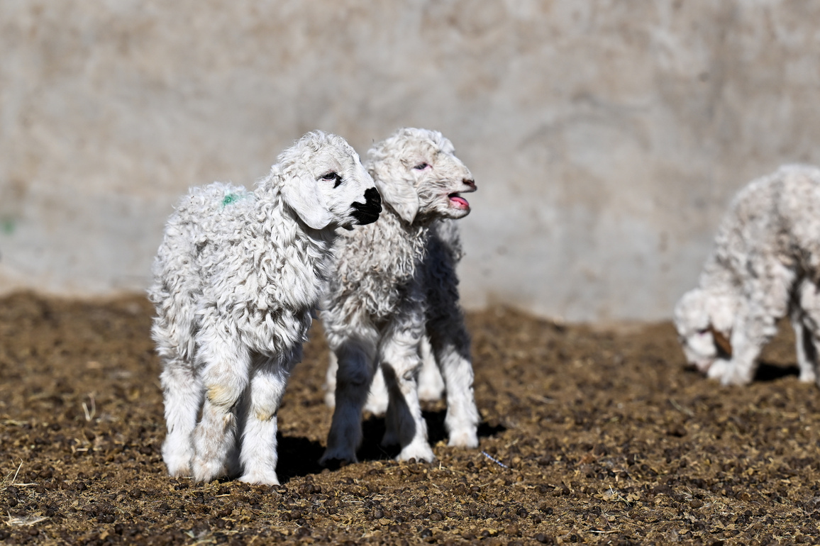 CHINA-INNER MONGOLIA-XILINGOL-LAMB-BIRTH SEASON-BREEDING (CN)