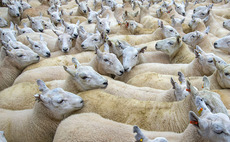 Islamic festival supports lamb market
