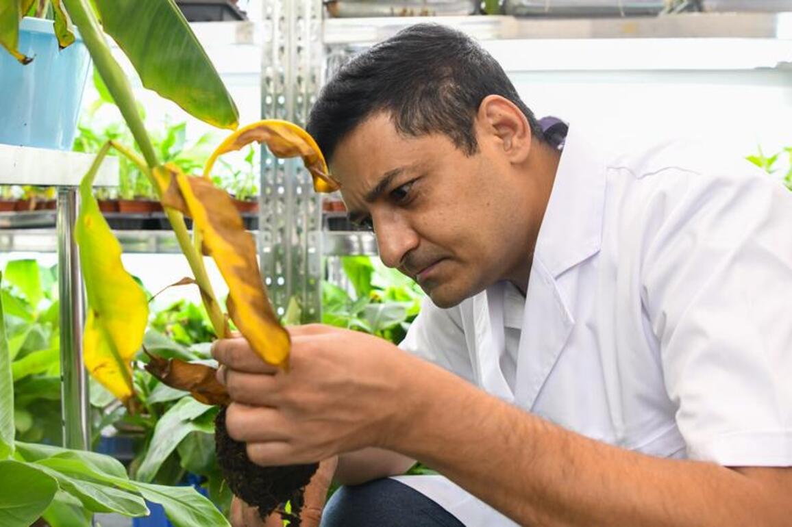 Pakistani scientist helps combat "banana cancer" in China