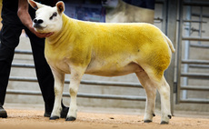 Sales round up: Texels to 3,800gns, new Cotswolds record, Blue Texels hit 2,800gns
