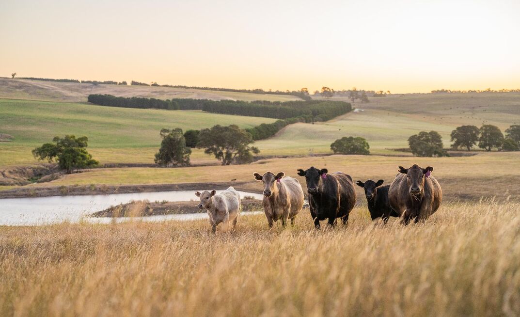 Australian monthly beef export volumes hit record highs as other major exporting nations see figures decline.  