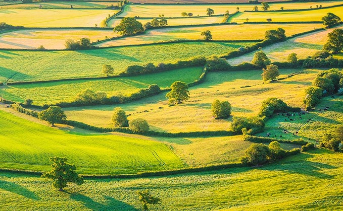 ż asked for views on hedgerow protection