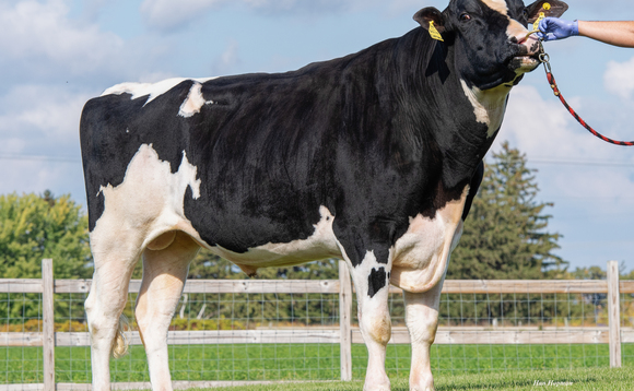 Latest proven sires bull proofs released
