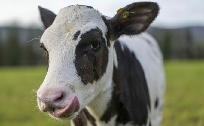 Image: Hilda the IVF calf / Credit: Phil Wilkinson/SRUC/PA