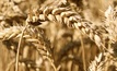 Wheat prices fall as demand softens