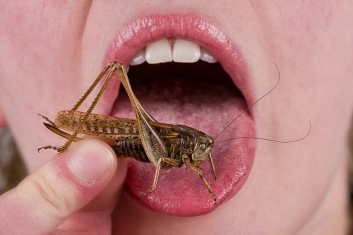 Insect-based ingredient cleared for EU foods