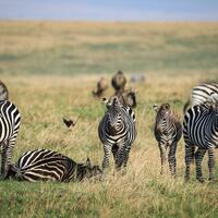 In Pics: Wildlife of Kenya's Masai Mara National Reserve