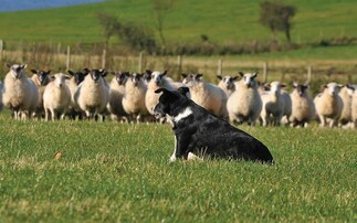 David Wood claims English Nursery sheepdog trial title for the second time