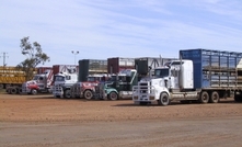 Assessing stress in trucked sheep