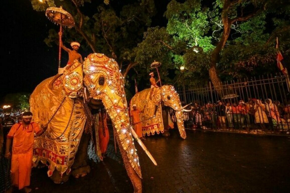 Over 3,000 elephants killed in Sri Lanka's human-elephant conflict