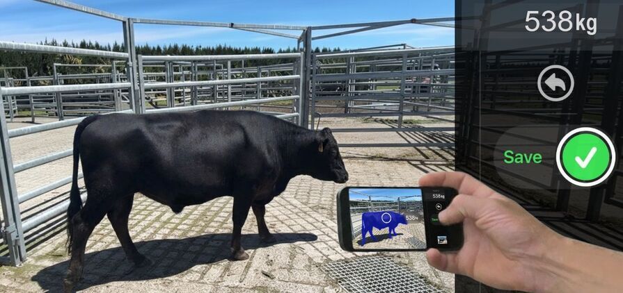 The Scanabull WeighApp can produce a liveweight estimate of an animal in seconds, using a 3D scan. 