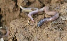 Can the noises made by earthworms help us understand more about soil health? 