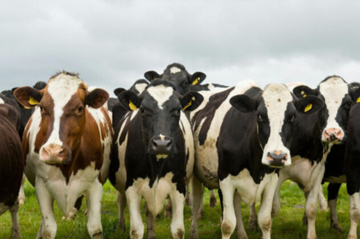 Bulgaria Finds Up to 40% of Registered Livestock Exists Only on Paper