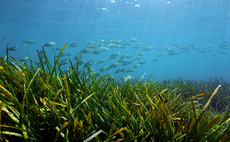 How can sustainability professionals quantify biodiversity loss?