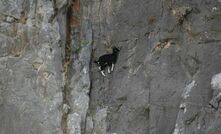  Rock scaling is a breeze for this goat