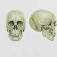 Trading human remains: why bones should not become a commodity