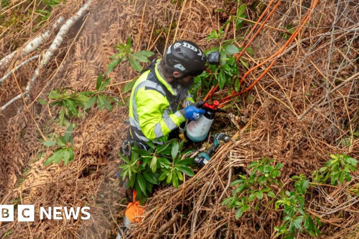 In pictures- Invasive plants killed off in Corrieshalloch Gorge
