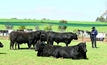 Breeding a feed-efficient herd