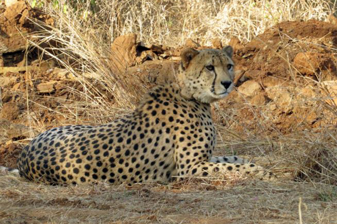 Project Cheetah: New big cats expected by year-end, talks on with Botswana, Namibia, Kenya