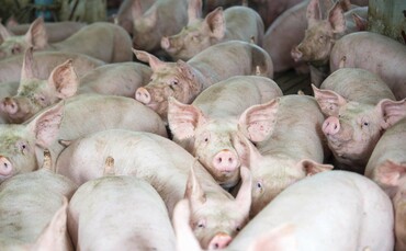 Animal activism has 'ramped up', warns NPA chair | Farm News | Farmers ...