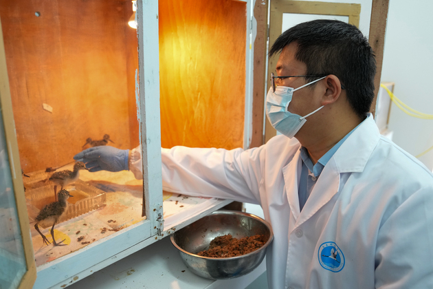 ChineseToday | Young guardians of rare birds
