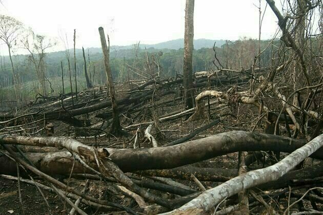Africa has the highest rate of forest loss in the world - what the G20 can do about it