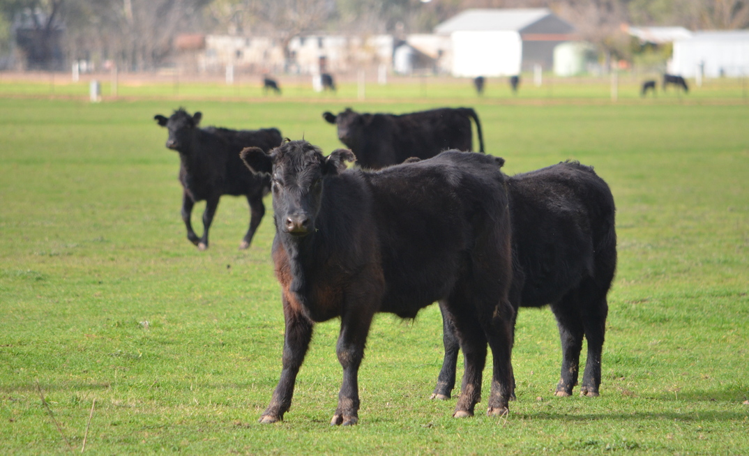 Victorian cattle producers are now able to use virtual fencing technology.