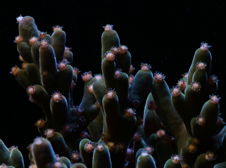 How photography is helping researchers crack the 'code' to climate resilient coral