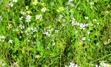 WA confirms its first glypho-resistant wild radish