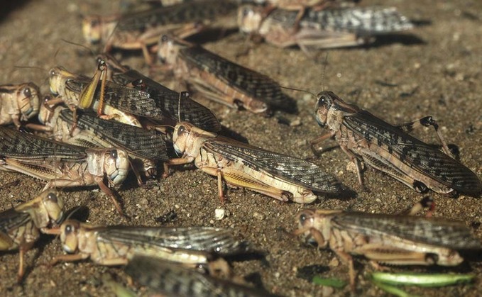 Locust plague wreaks havoc on key agricultural regions