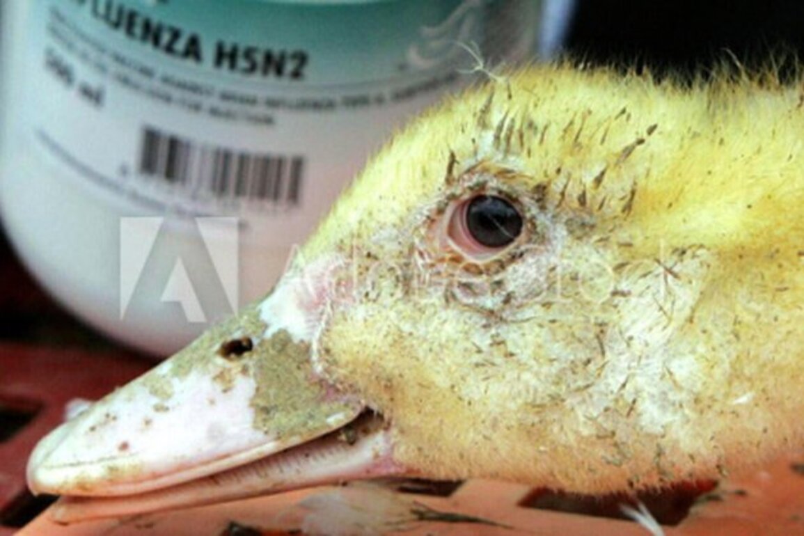 Bird flu vaccine drive sparks US ban on French poultry imports