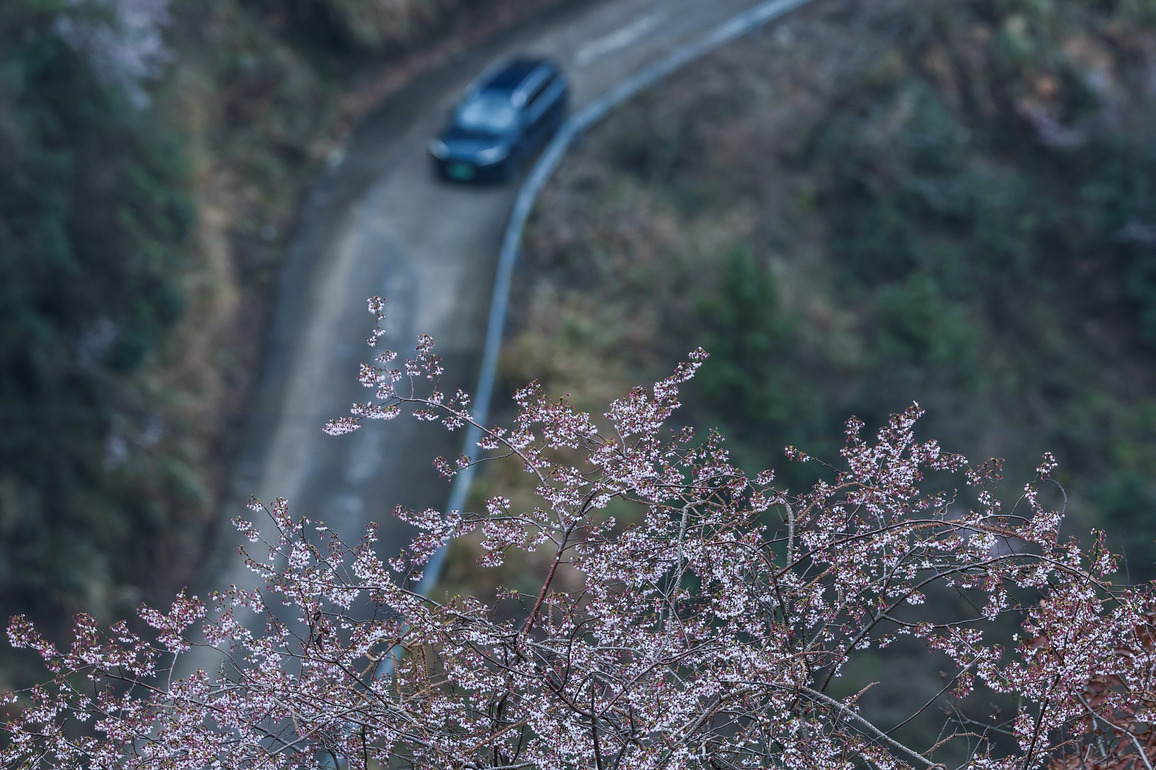 CHINA-ZHEJIANG-JIANDE-BLOSSOM-TOURISM (CN)