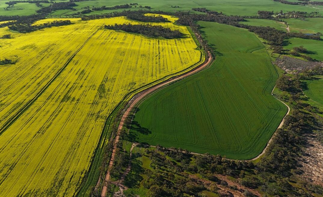 WA harvest is halfway done after a ripper season. 