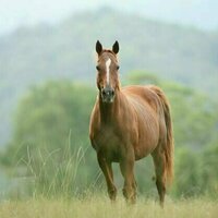 Hendra virus has killed a horse in Queensland. Should we be worried?