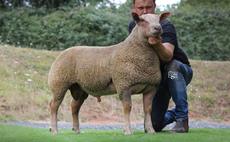 High of 10,000gns for Charollais rams at Worcester