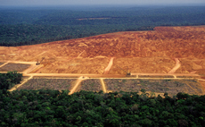 WWF publishes guide for financial regulators and central banks to tackle deforestation