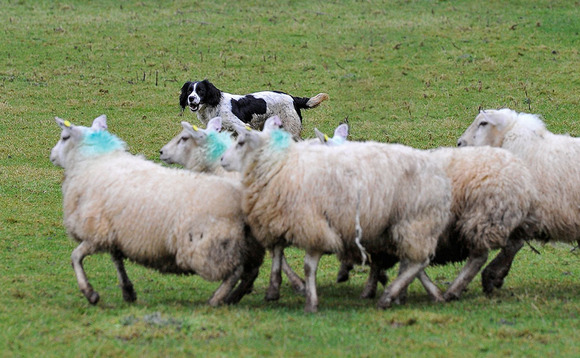 Man charged after 93 pregnant sheep chased by a dog