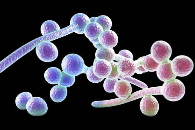 A frenemy fungus provides clues about a new deadly one
