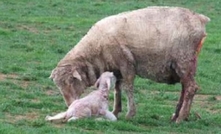 Birth-weight key to lamb survival