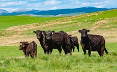  Deadline fast approaching for Scottish Suckler Beef Support Scheme