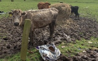'Like reading the script of a horror movie' - Devon farmer prosecuted over 'appalling' conditions for livestock on Honiton Farm