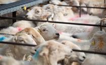 Lamb prices hold as sale season begins