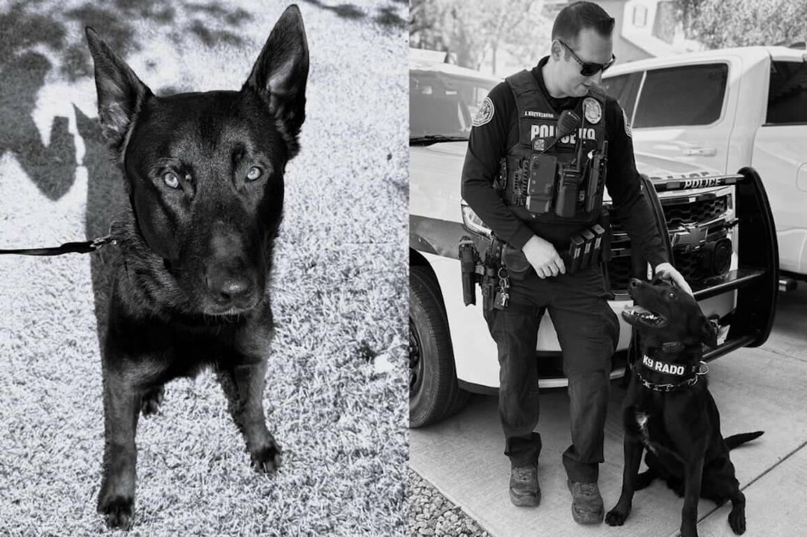 Henderson Police Department announces death of K9 officer - Henderson